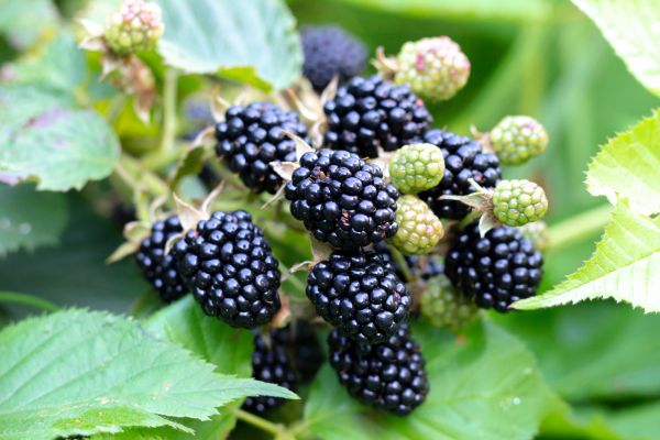 Blackberry Bush Removal in Santa Fe