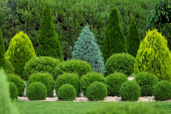 Bush Shaping Service in Santa Fe