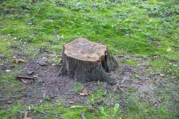 Bush Stump Removal in Santa Fe
