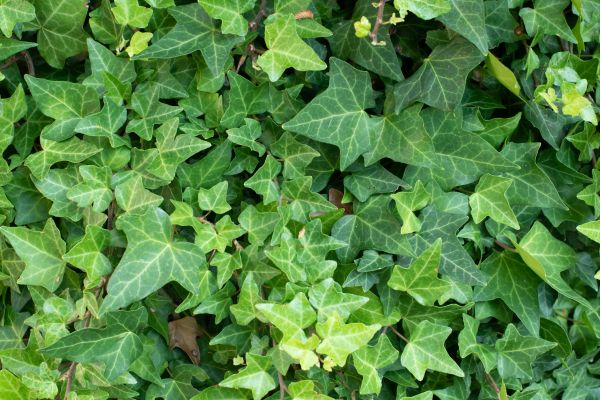 Cost of English Ivy Removal in Santa Fe