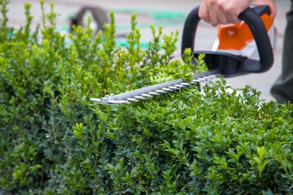 Hedge Pruning in Santa Fe