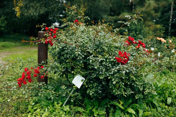 Rose Bush Removal in Santa Fe