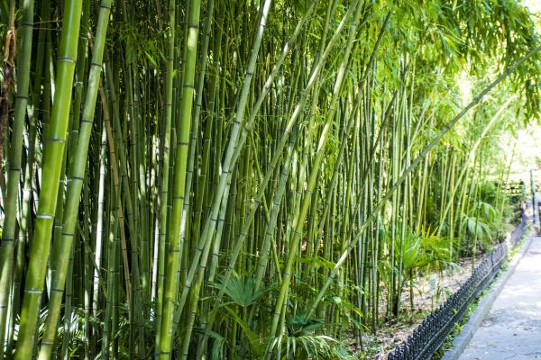 Bamboo Root Removal in Santa Fe