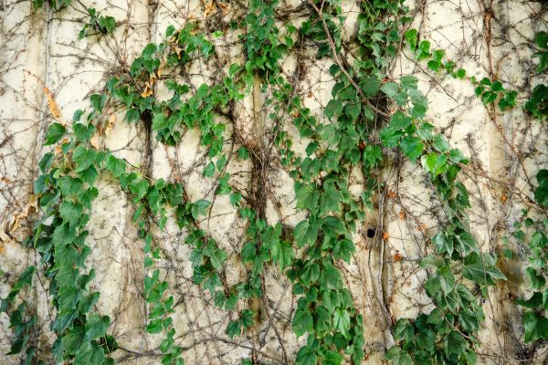 Vine Removal Service in Santa Fe