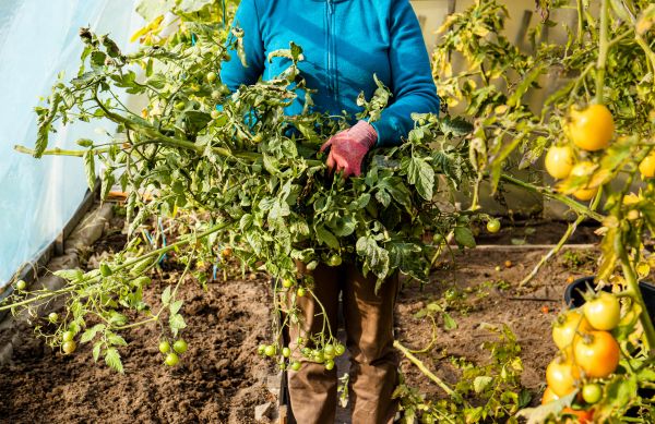 Garden Plant Removal in Santa Fe