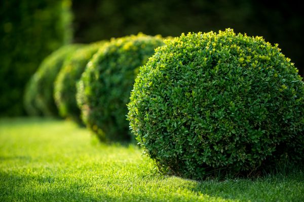 Cost of Bush Pruning in Santa Fe