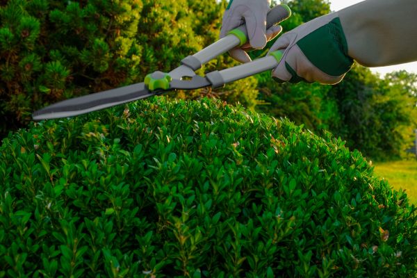 Topiary Shearing in Santa Fe