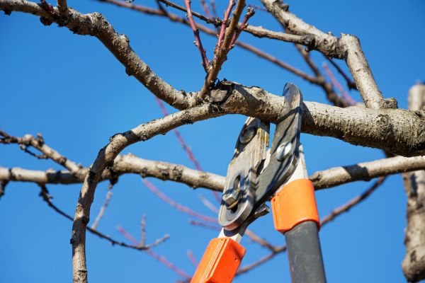 Cost of Selective Pruning in Santa Fe