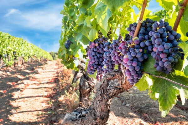 Cost of Grapevine Pruning in Santa Fe