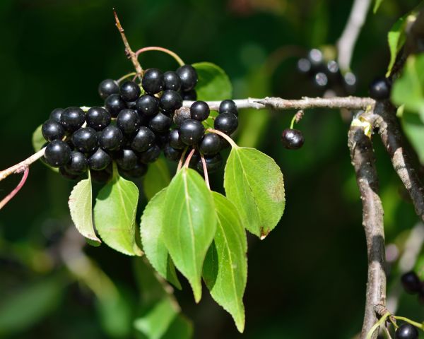 Cost of Buckthorn Removal in Santa Fe