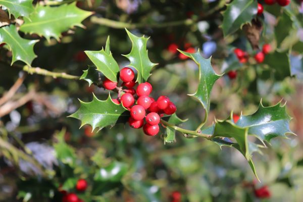 Cost of Holly Tree Trimming in Santa Fe
