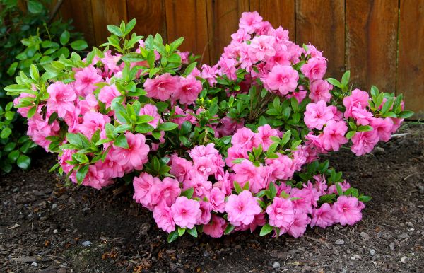 Azaleas Removal in Santa Fe