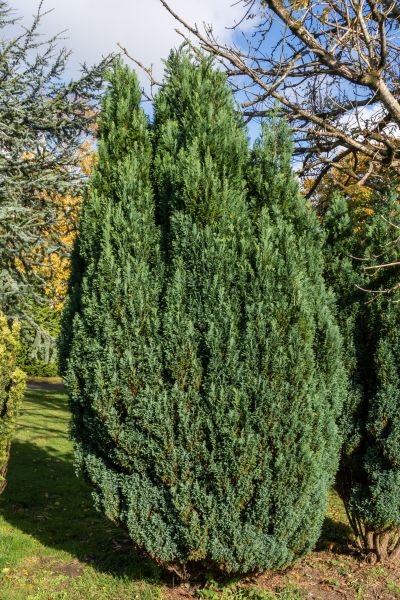 Cost of Juniper Trimming in Santa Fe