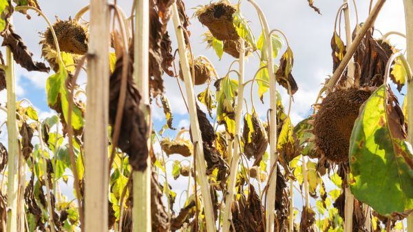 Dead Plant Removal in Santa Fe