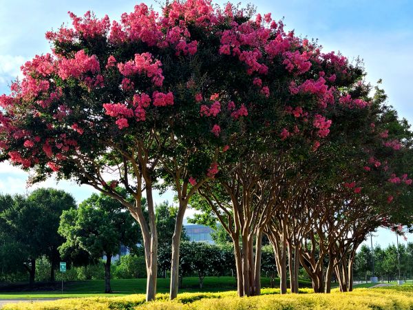 Cost of Crepe Myrtle Pruning in Santa Fe