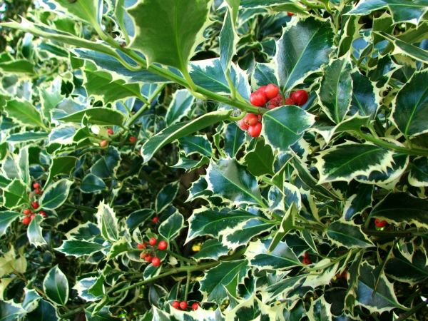 Cost of Holly Bushes Trimming in Santa Fe