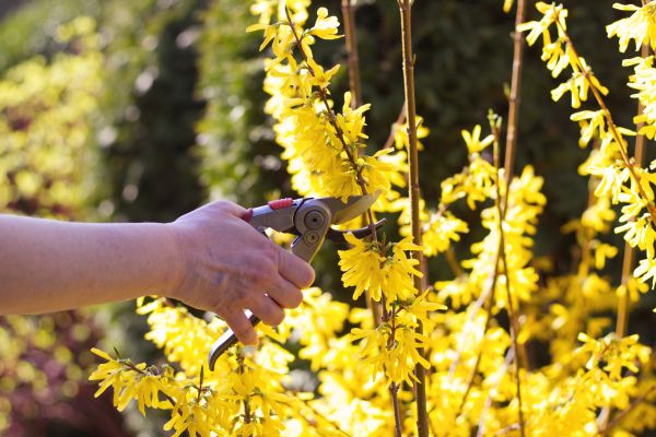 Forsythia Pruning in Santa Fe