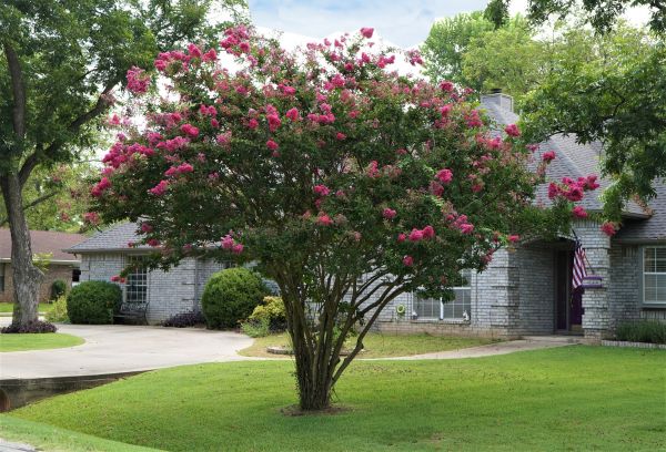 Crepe Myrtle Trimming in Santa Fe