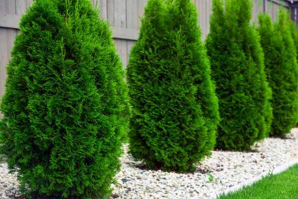 Arborvitae Removal in Santa Fe