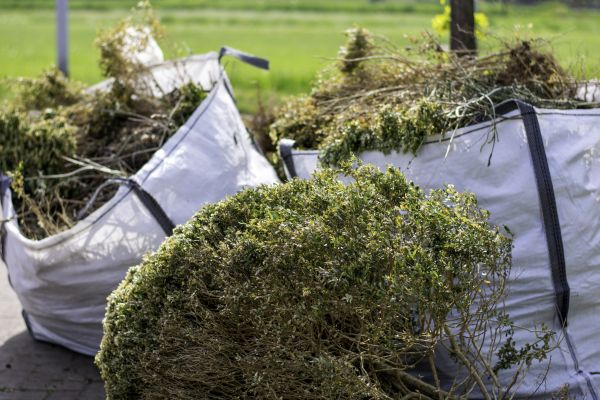 Cost of Shrubs Removal in Santa Fe