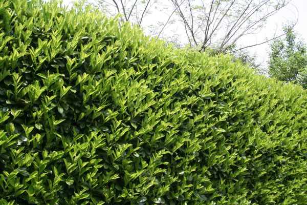 Laurel Shrub Removal in Santa Fe