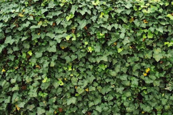 Ivy Pruning service in Santa Fe