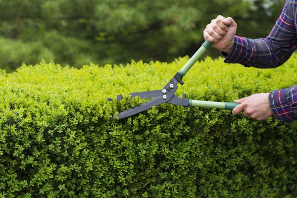 Cost of Evergreen Shrub Pruning in Santa Fe