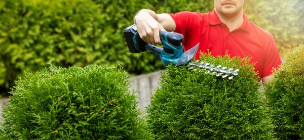 Hedge Shaping Service in Santa Fe