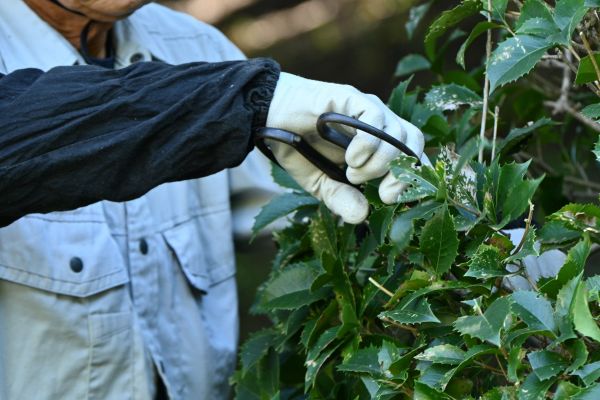 Holly Pruning in Santa Fe