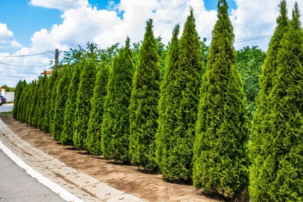 Arborvitae Shearing in Santa Fe