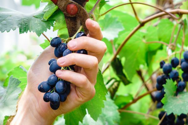 Cost of Vineyard Pruning in Santa Fe