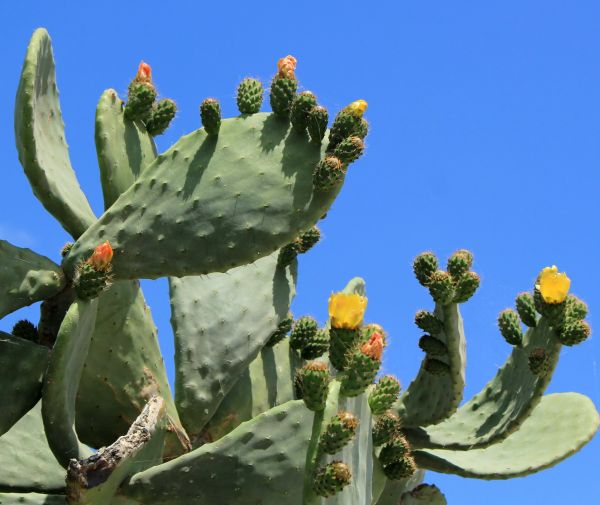 Cost of Cactus Removal in Santa Fe