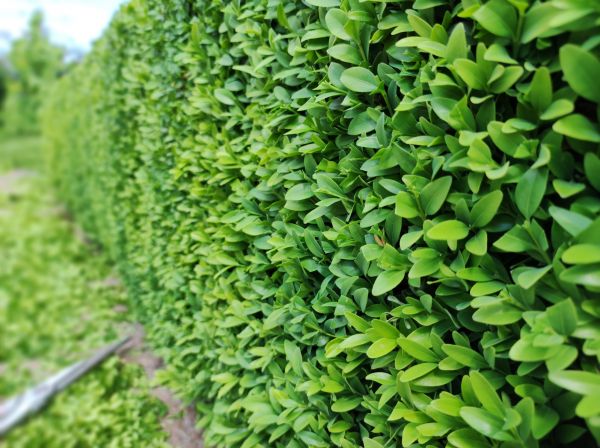 Cost of Boxwood Pruning in Santa Fe