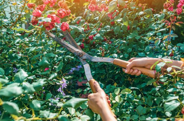 Knockout Roses Pruning in Santa Fe
