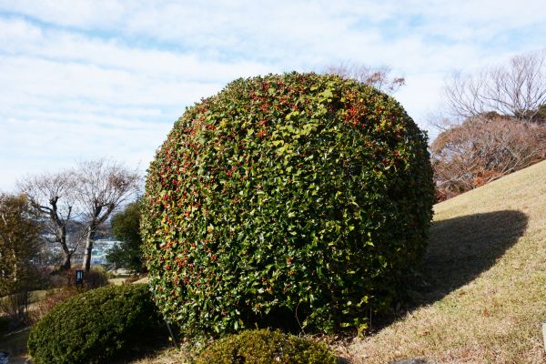 Cost of Holly Shrub Pruning in Santa Fe