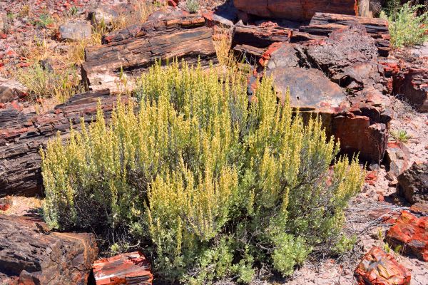 Cost of Sagebrush Removal in Santa Fe