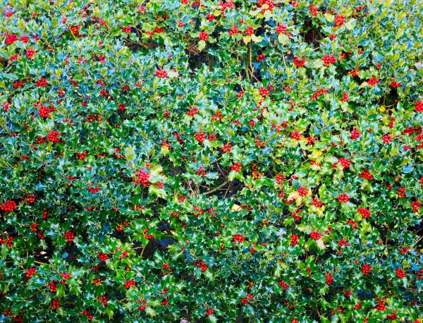 Holly Bush Removal in Santa Fe