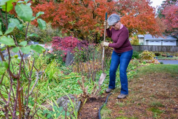 Cost of Dead Bush Removal in Santa Fe