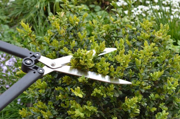 Cost of Boxwood Trimming in Santa Fe