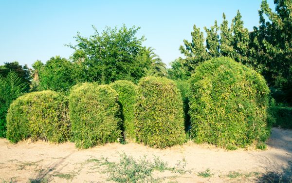 Bamboo Hedge Removal in Santa Fe
