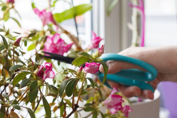Azalea Pruning in Santa Fe