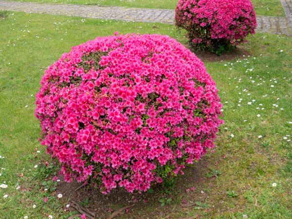 Cost of Rhododendron Pruning in Santa Fe