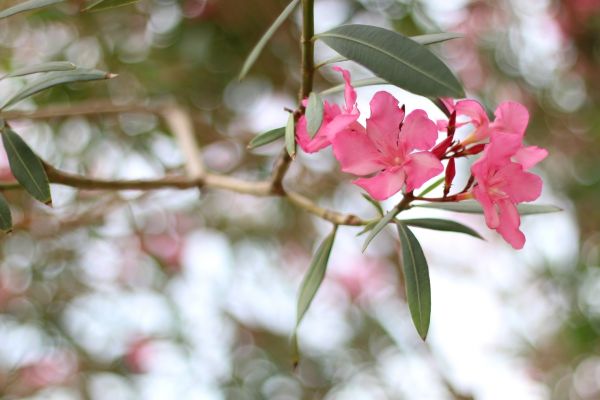 Cost of Oleander Removal in Santa Fe