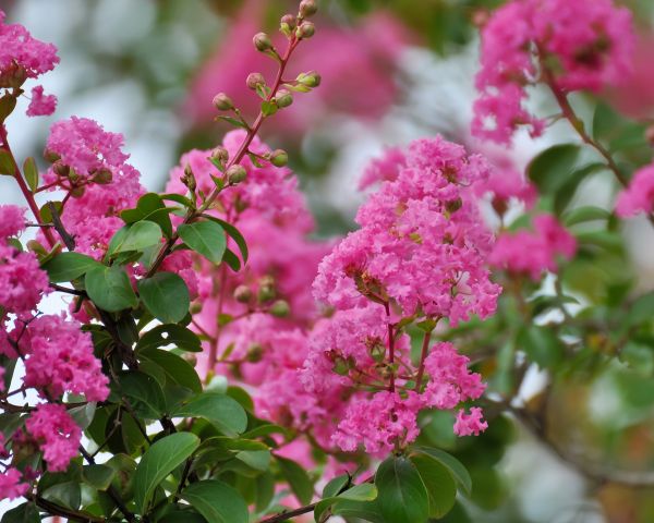 Crepe Myrtle Removal in Santa Fe