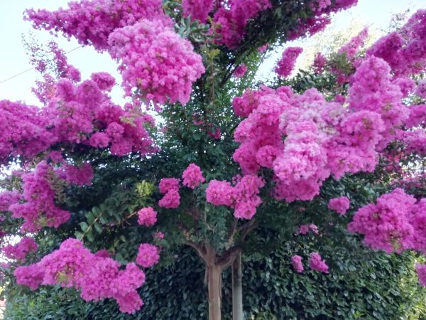 Cost of Crape Myrtle Pruning in Santa Fe