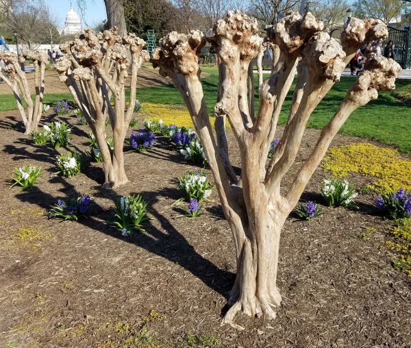 Myrtle Tree Removal in Santa Fe
