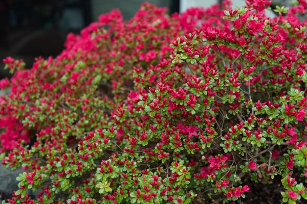 Weigela Removal Service in Santa Fe