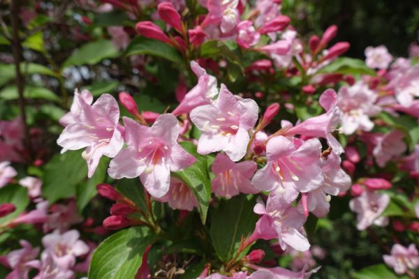 Weigela Pruning Service in Santa Fe