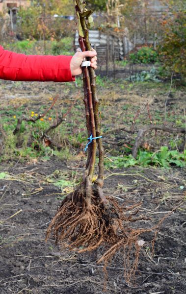 Cost of Shrub Root Removal in Santa Fe