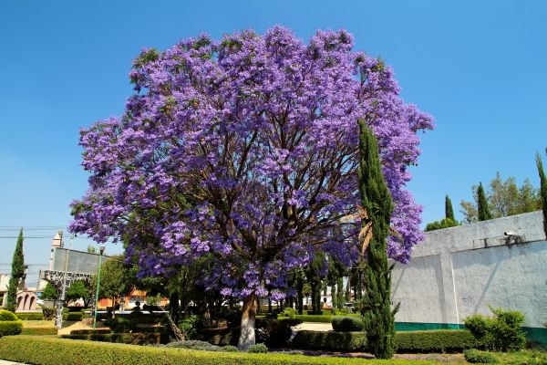 Cost of Jacaranda Pruning in Santa Fe